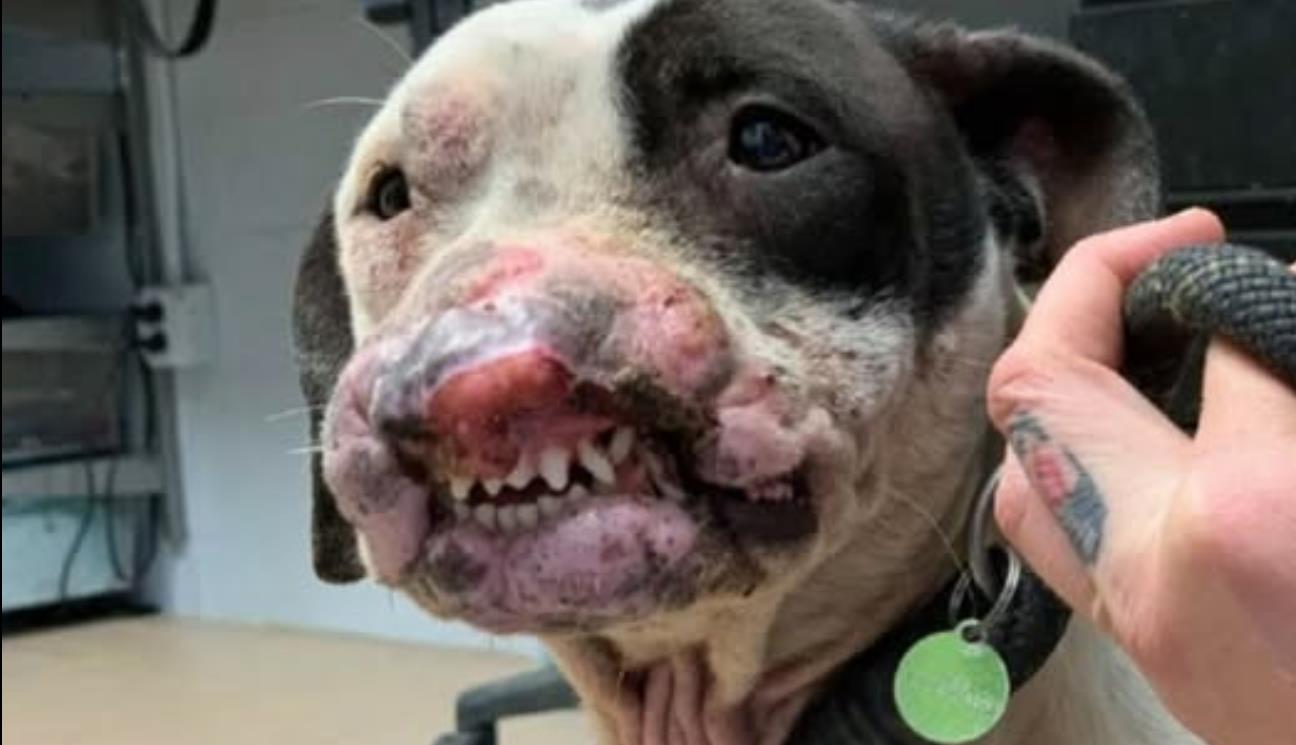 SPCA Appeals for Public Help After Injured Dog Lavender Is Found Abandoned in Philadelphia Park