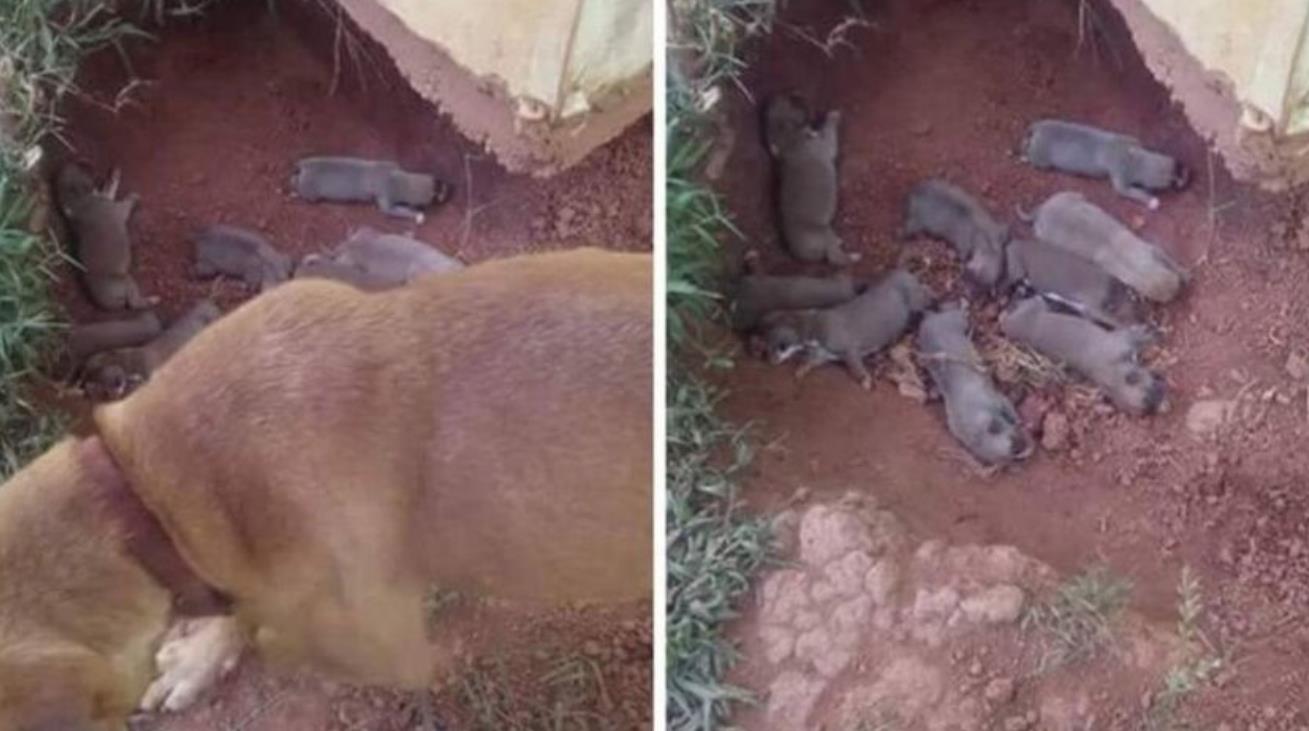 Community Unites to Rescue Nana and Her Nine Charming, Peter Pan-Inspired Puppies
