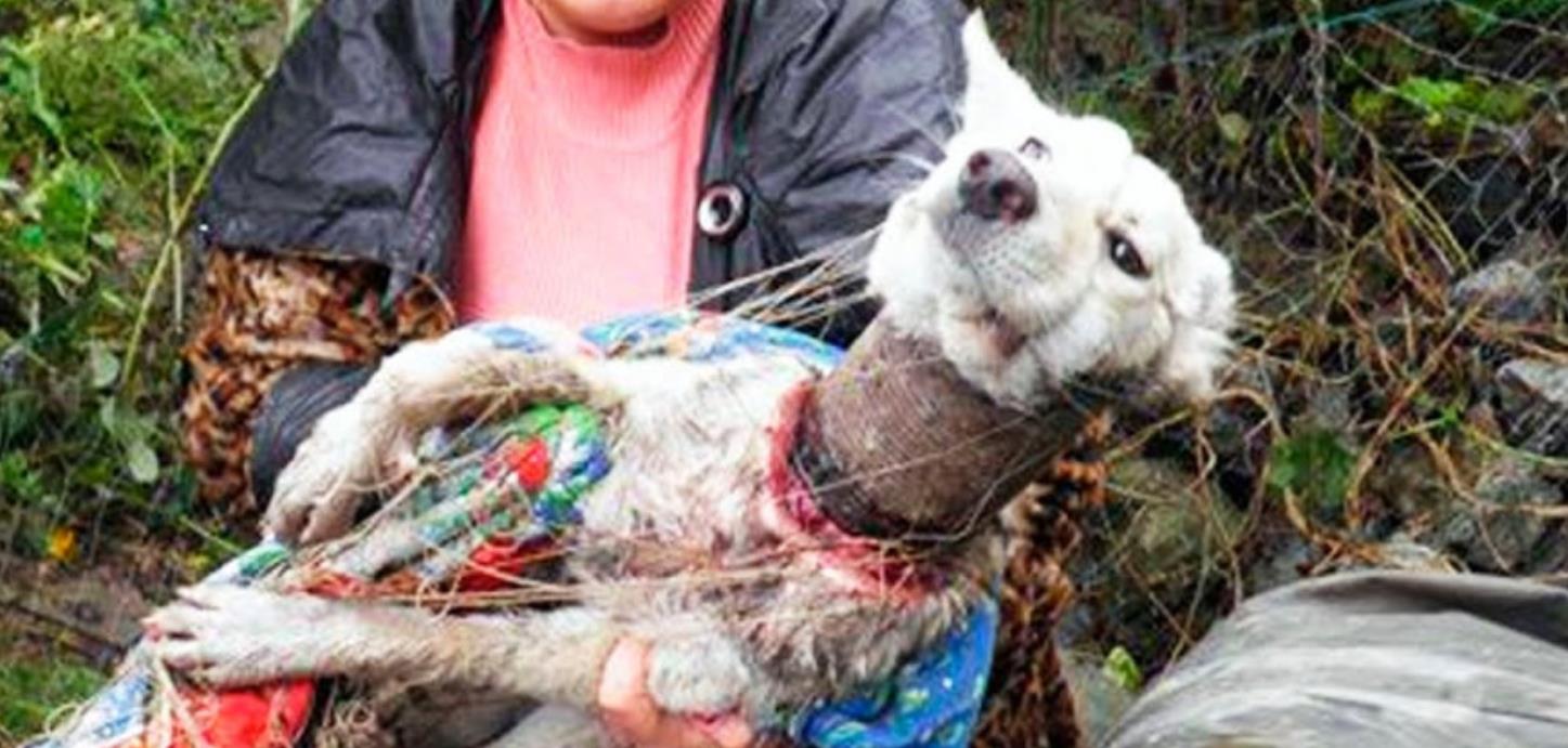 Iron Can Trapped Around Her Neck, This Dog's Painful Journey Ends in Rescue and Love