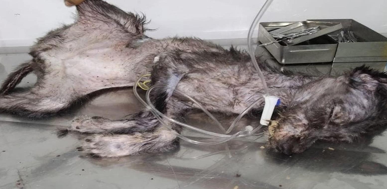 Abandoned and Infested, This Poodle Mix Battled to Survive Against All Odds