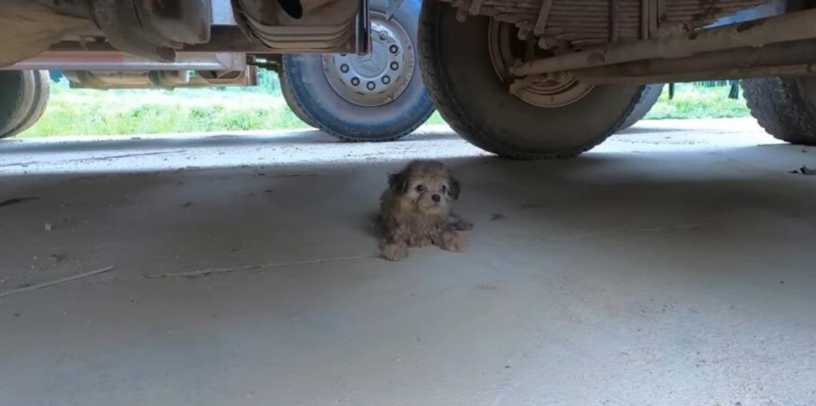 Man Saves Lost Dog Under Car—What Happened Next Will Melt Your Heart!