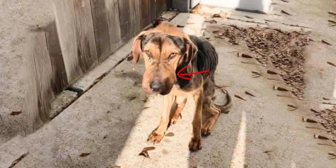 Chester's Story: Overcoming Unthinkable Cruelty to Embrace a Life of Love