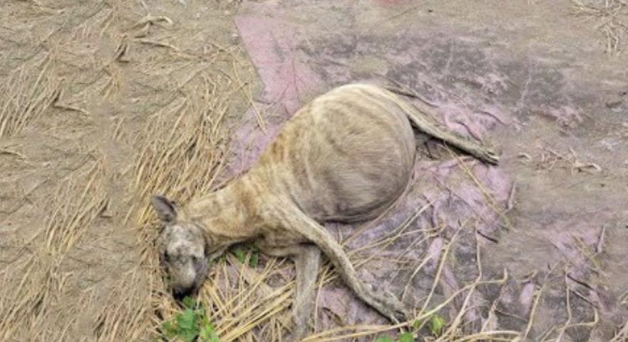 Stray Dog's Transformation: From Despair to a New Life Full of Love
