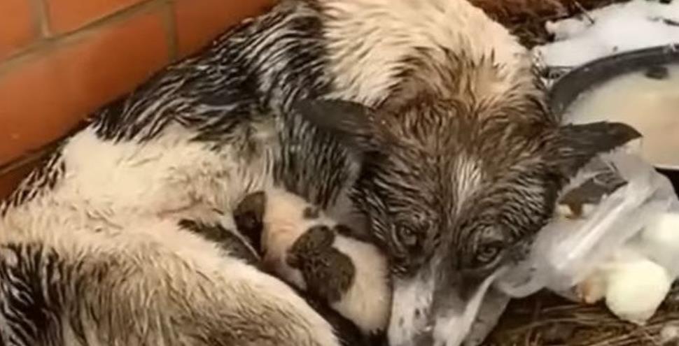 Maria's Miraculous Transformation: From Abandoned to Loved and Safe