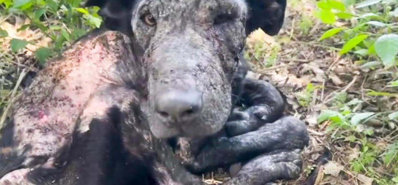 From Death's Door to a New Lease on Life: Brave Rescue Saves Dying German Shepherd