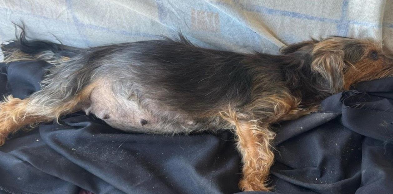Against All Odds: A Mother's Unwavering Love and Sacrifice for Her Puppies