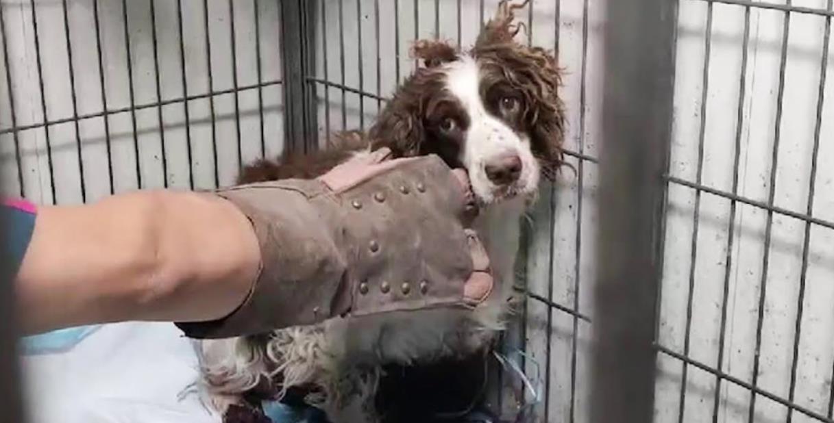 From Pain to Hope: Springer Spaniel Ger Ger's Incredible Recovery After Cruelty