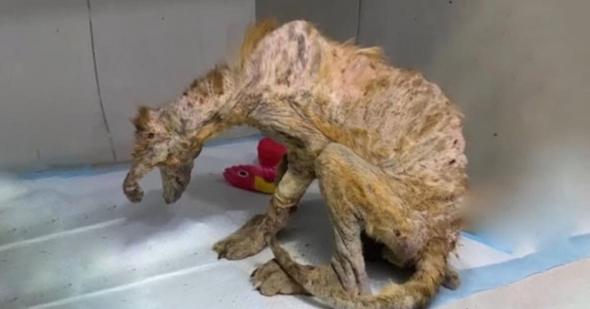 Terrified Puppy Hides in Fear After Rescue… But Her Journey to Trust Is Just Beginning