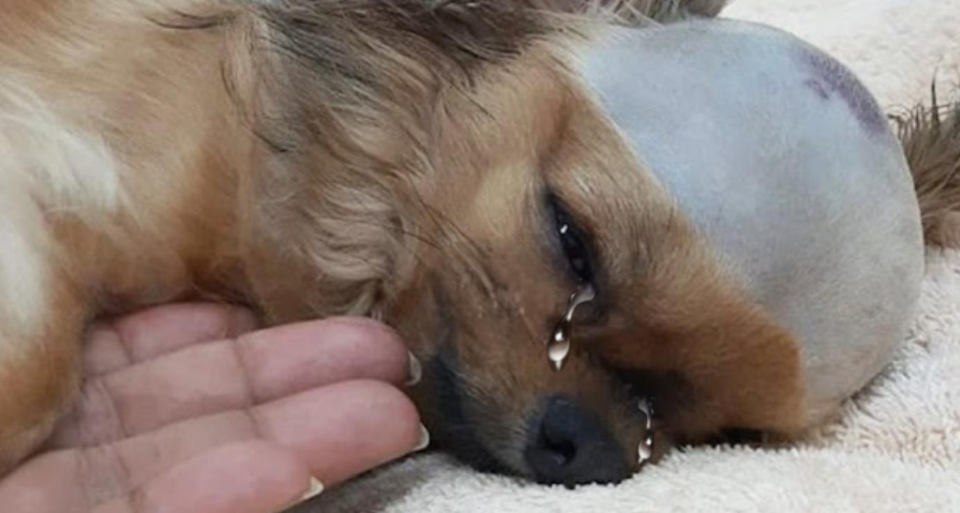 The Brave Little Soul Who Beat the Odds: A Journey of Healing, Hope, and Unstoppable Courage