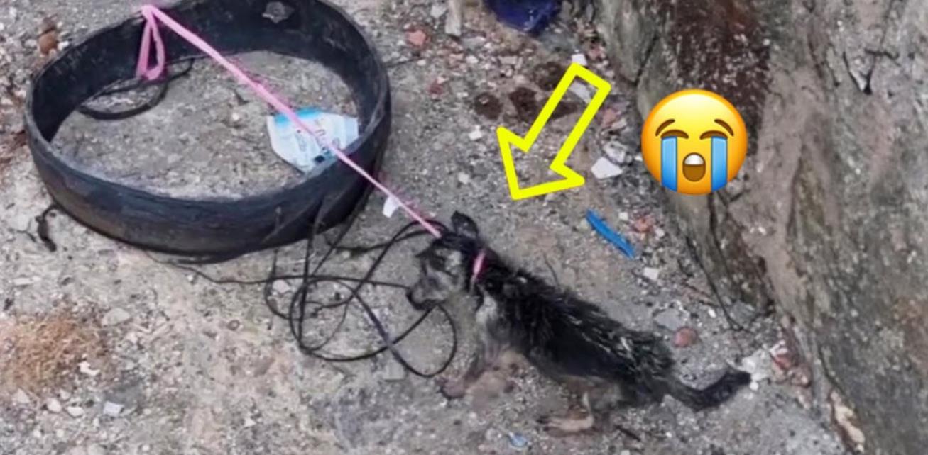 Tied to a Trash Bin, This Puppy's Silent Plea Turns Into an Unbelievable Story of Hope