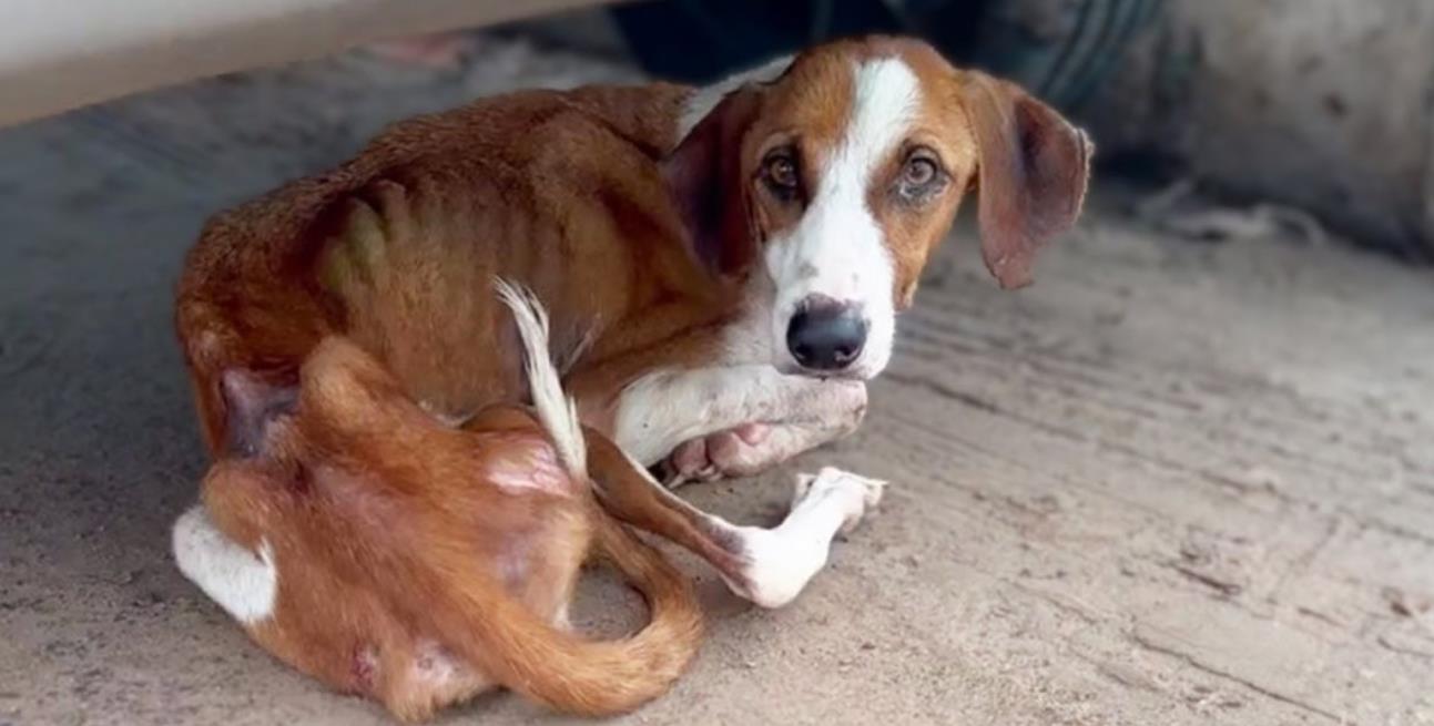 Left Behind at the Mall: A Dog's Heartbreaking Wait Leads to a Beautiful New Beginning