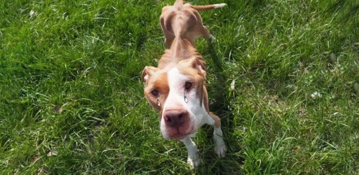 Aurora's Transformation: From Neglect to a Life Filled with Love and Happiness