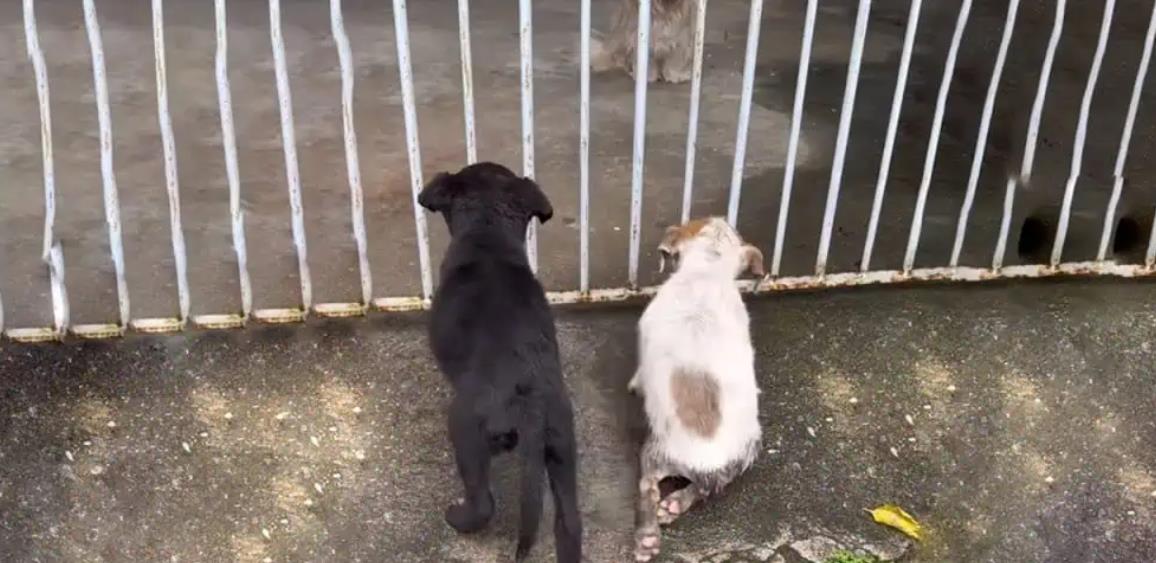 Clark and Cloe's Journey: Overcoming Despair to Find Joy