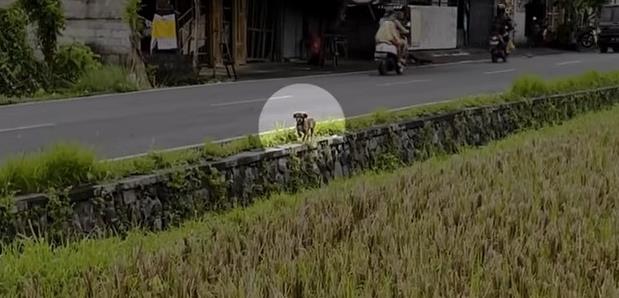 Rescued Puppy Willis Starts a New Life After a Heroic Highway Rescue