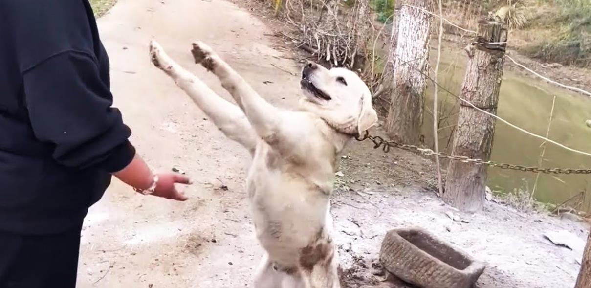 Chained for Life: This Dog's Heartbreaking Struggle for Love and Freedom