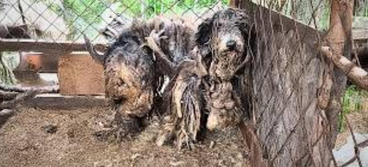 Tied and Forgotten for 4 Years: The Heart-Wrenching Moment He Stood Still, Lost and Broken