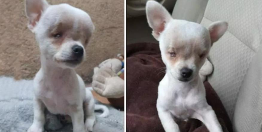 Chihuahua's Inspiring Transformation: From Neglect to Love, Advocating for Special Needs Pets