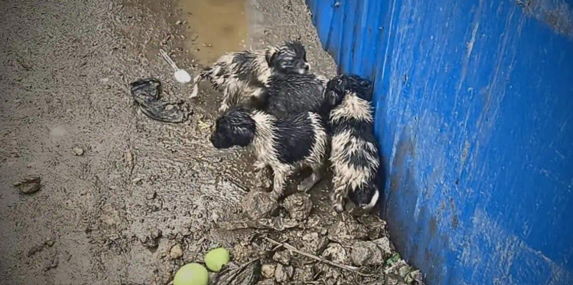 From Abandoned and Cold to Cherished and Loved: The Heartwarming Transformation of These Puppies