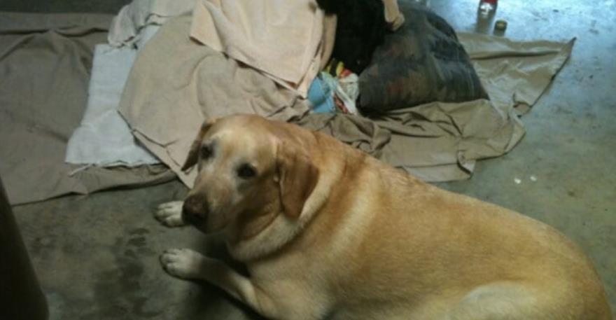 Labrador Hero Bosko Brings Abandoned Calf Back to Life with Unforgettable Love and Care!