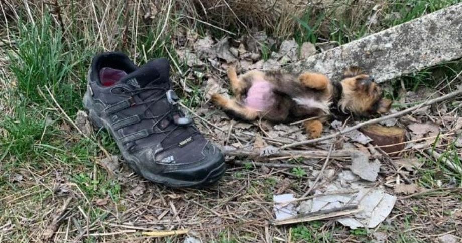 Stray Dog Finds Forever Home with Rescuer in Touching Story of Love and Loyalty!
