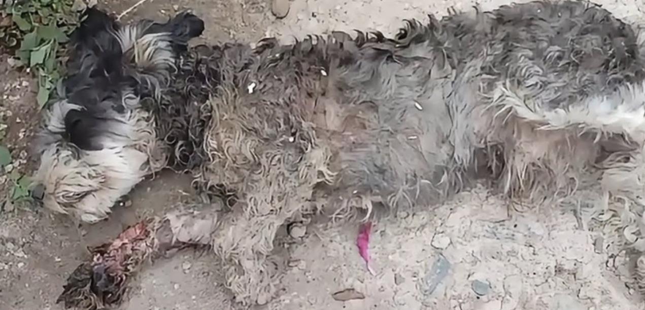 Abandoned Dog Fights for Survival After Heartbreaking Injury; Vets Rush to Save Him!