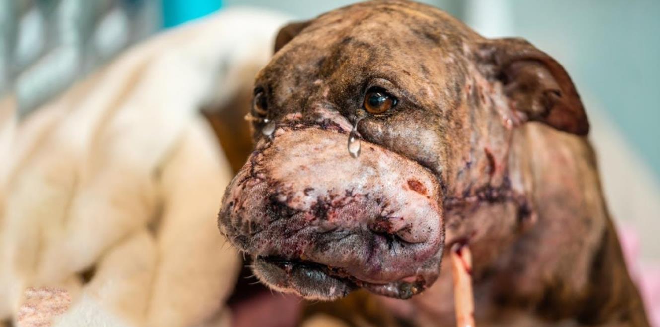 From Suffering to Smiles: Amber's Incredible Journey from a Ditch to a Loving Home!