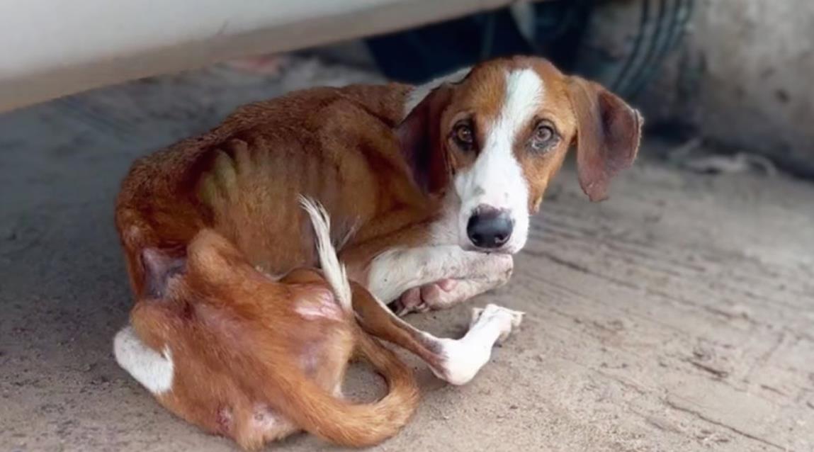 Abandoned at the Mall, This Dog's Heartbreaking Wait Marks the Start of a Beautiful New Chapter