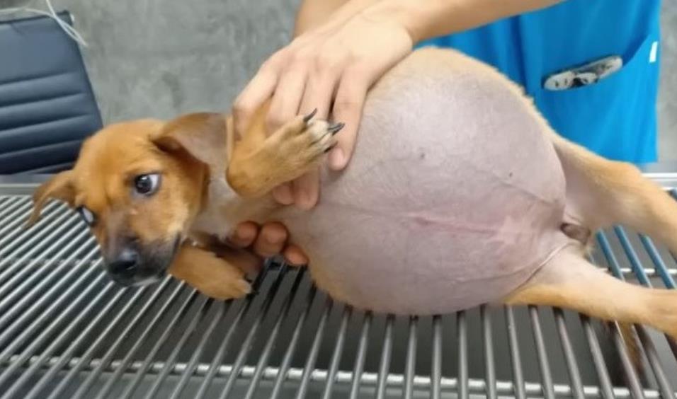 Daisy's Miraculous Rescue: A Story of Unwavering Determination, Compassion, and Recovery