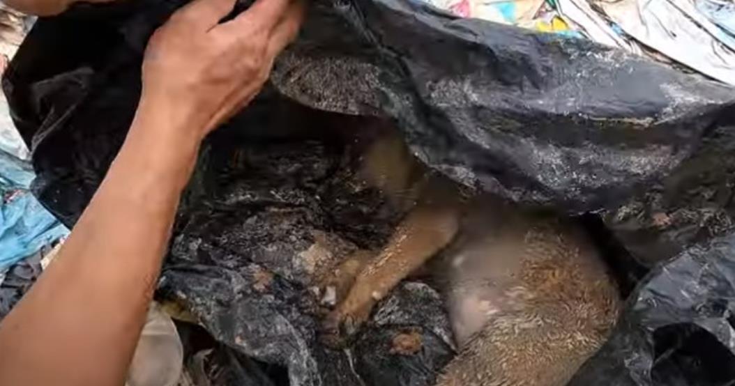 Abandoned and Left for Dead, This Puppy's Incredible Journey from Trash to Triumph Will Touch Your Heart