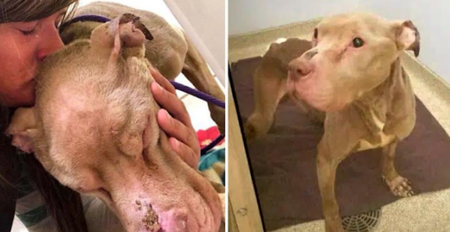 Emotional Goodbye: Animal Rescuer's Heartfelt Farewell to Terminally Ill Pitbull Watson