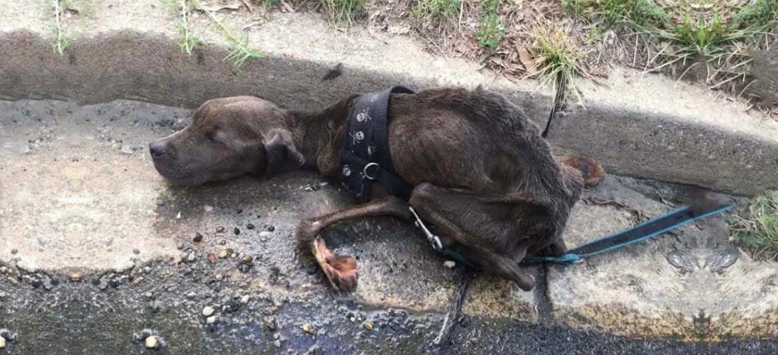 From Despair to Happiness: Tig's Miraculous Transformation