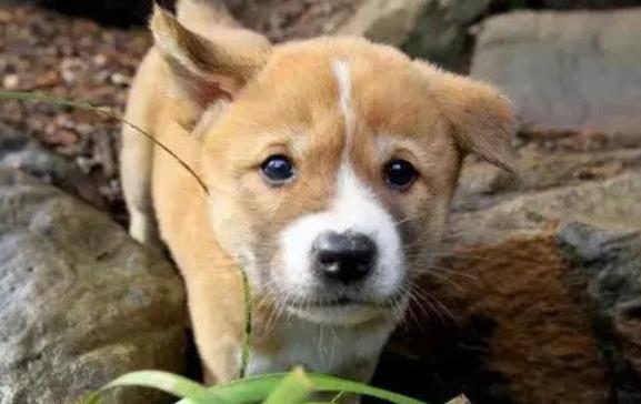 From Abandoned on the Beach to a Bright Future: Rescued Puppy Finds Hope at Sanctuary!