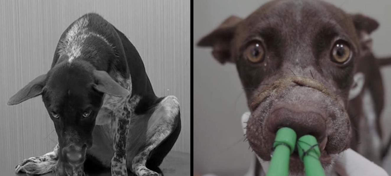 Against All Odds: Dog with Severed Nose Makes a Miraculous Recovery After Heroic Rescue!