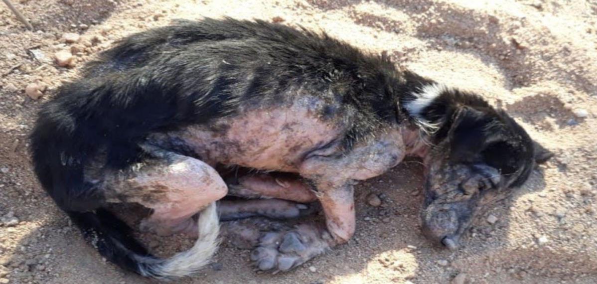 From Heartbreak to Happiness: Valentina's Amazing Transformation Thanks to Love and Care!