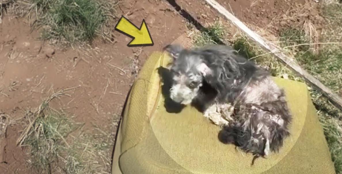 From Abandonment and Tumors to Triumph: This Resilient Dog's Journey to a Bright New Future!
