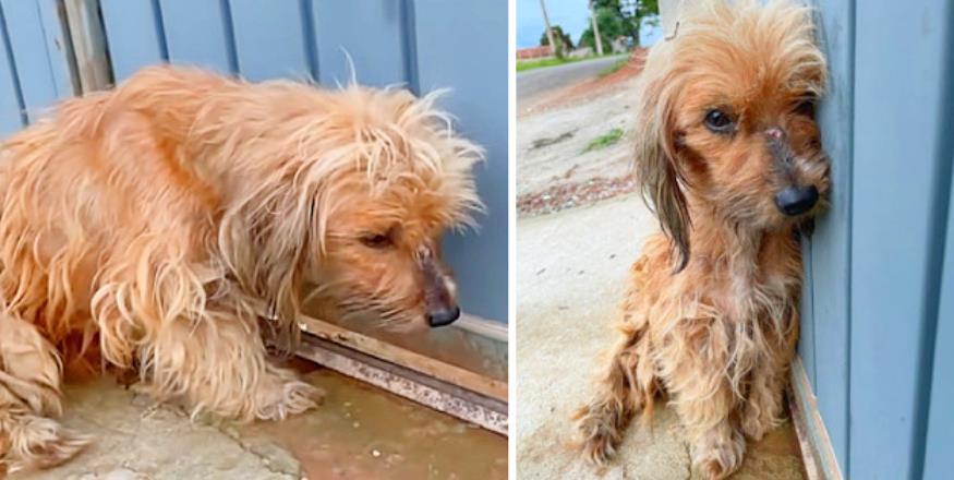 From the Streets to a Forever Home: Mila's Incredible Rescue Journey