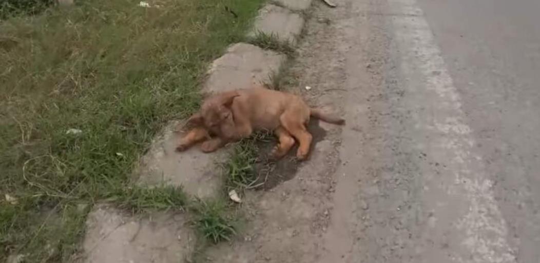A Call for Compassion: How Simple Acts Can Save Stray Animals from Suffering