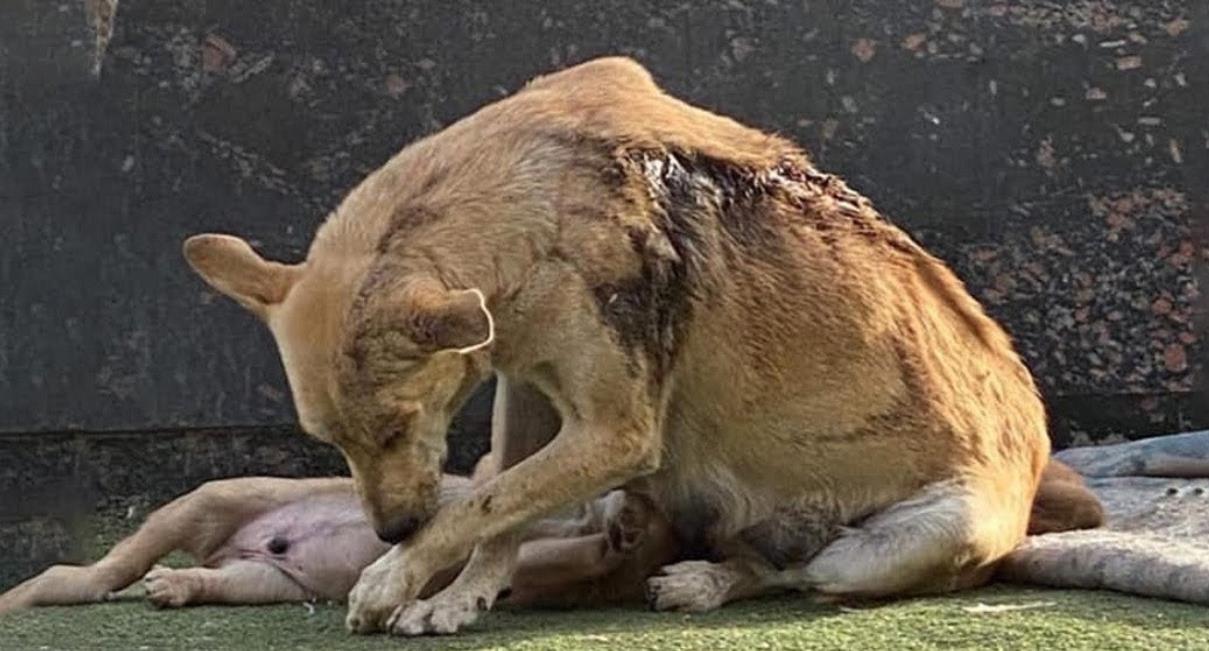 Mama Dog Protects Her Pups from Acid Attack, Showing Love is Stronger Than Cruelty