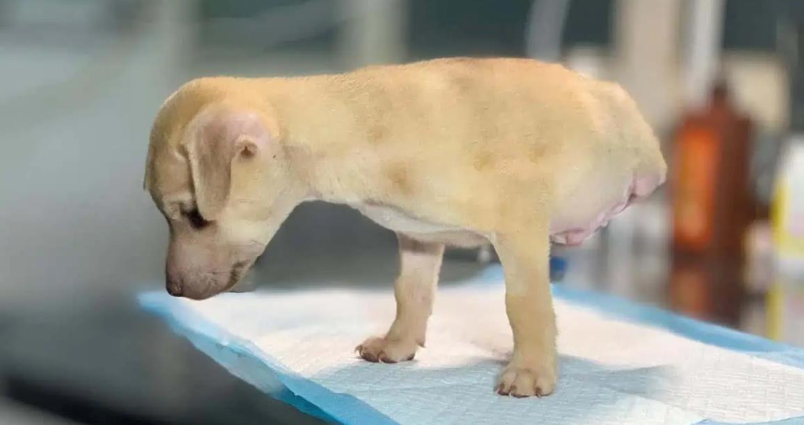 Chi's Journey: Overcoming Tragedy, Achieving Triumph