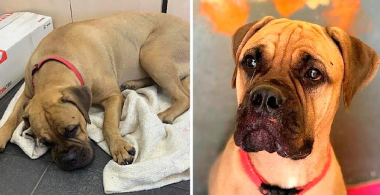 Bullmastiff Maru's Daring Escape: A Story of Survival, Loyalty, and Relentless Rescue