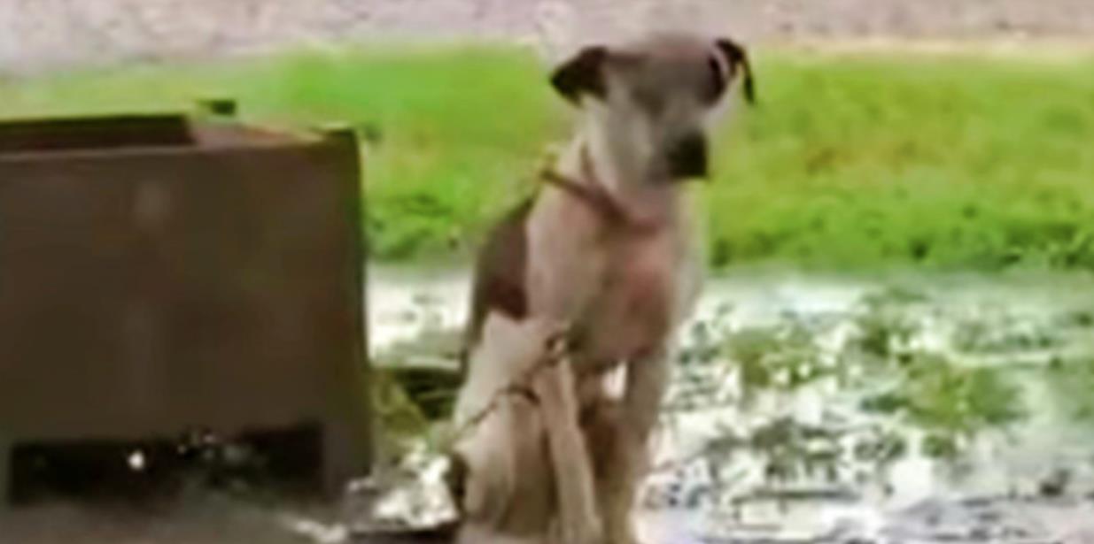Chained and Forgotten: Hank's Final Wish for Love Before Saying Goodbye