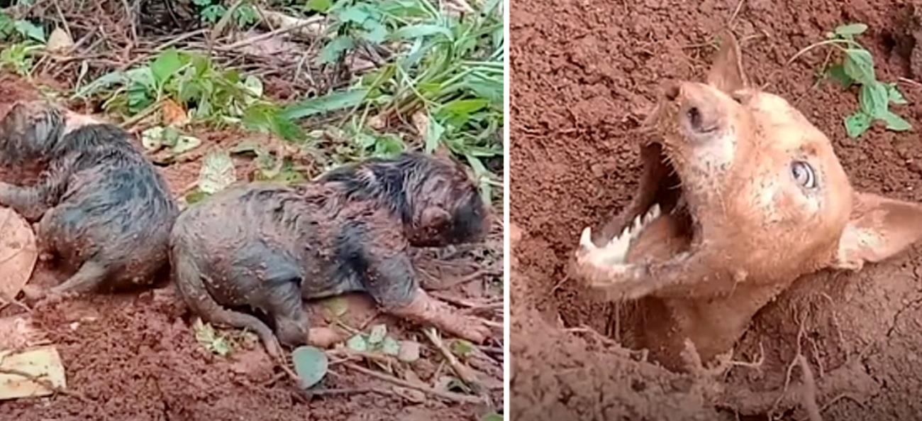 After a Landslide Strikes, Locals Heroically Reunite Mother Dog with Her Puppies