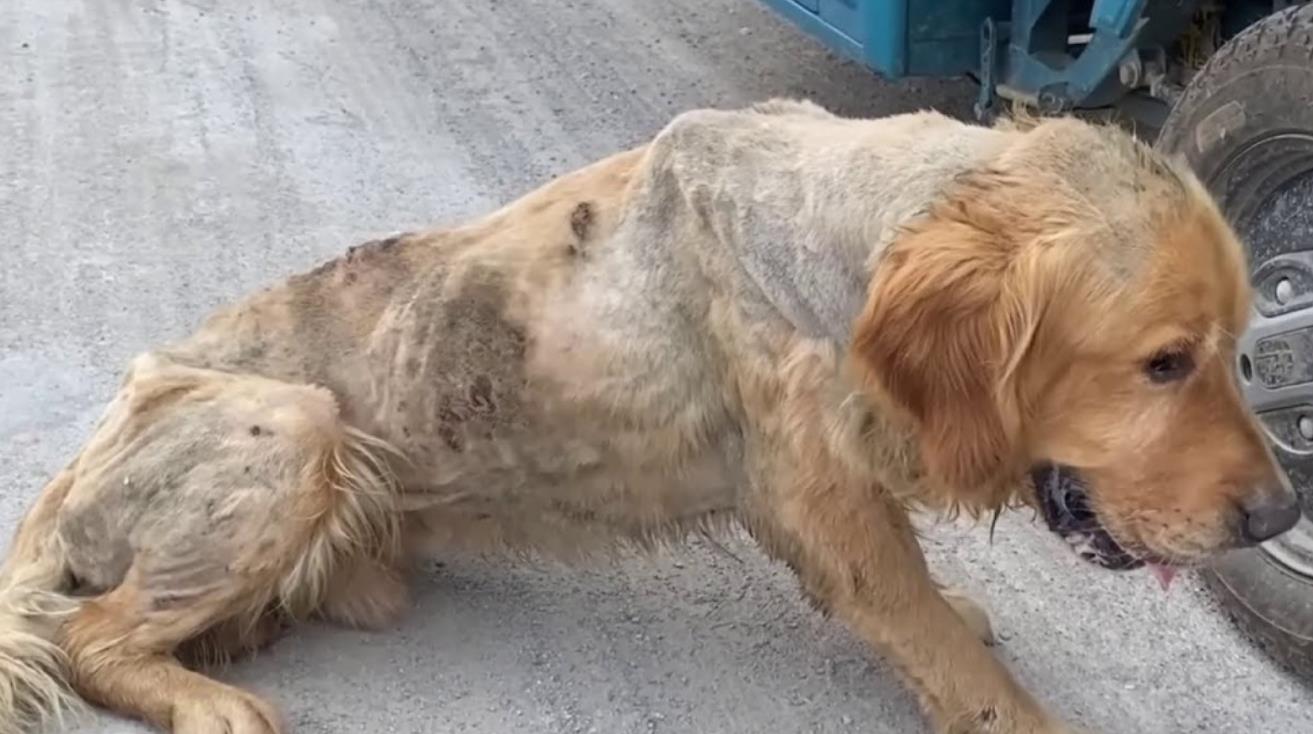 From Abandoned to Adored: Strangers Come Together to Save Neglected Dog's Life