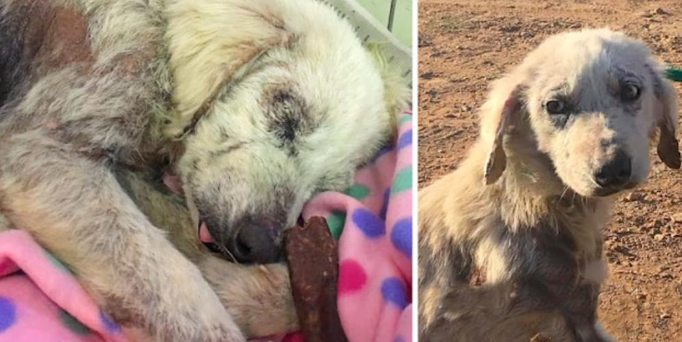 From Fear to Freedom: Molly's Heartwarming Journey to a Forever Home!