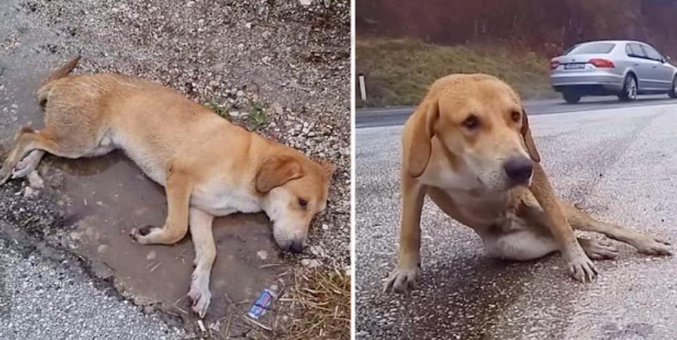 Against All Odds: Maddox's Unbelievable Fight for a Second Chance at Life!