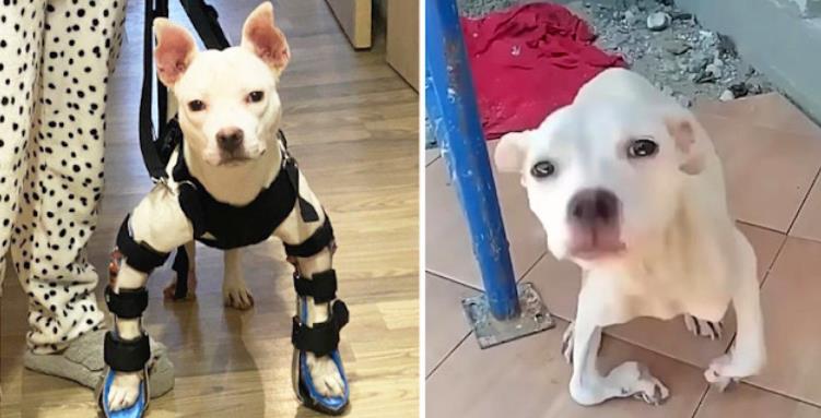 From Bent Legs to Bounding: Puppy Kiss's Inspiring Journey to a Joyful New Life