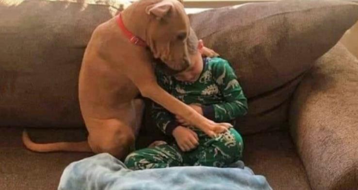Heartwarming Photo Captures the Joy of Pit Bull's First Night in His Forever Home