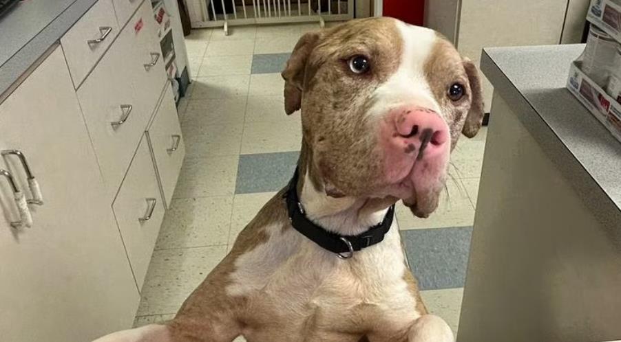 Rescued Malnourished Dog in Cape Cod Starts His Journey to Full Recovery and a Loving New Home