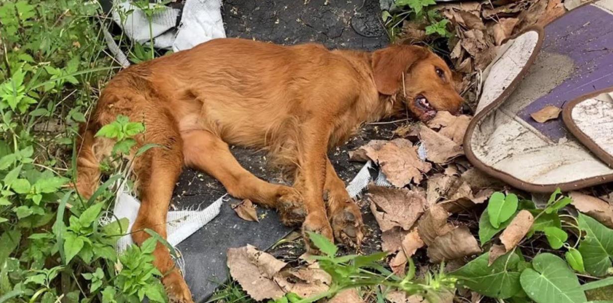 Miracle in the Making: Community Races Against Time to Save Poisoned Dog's Life!