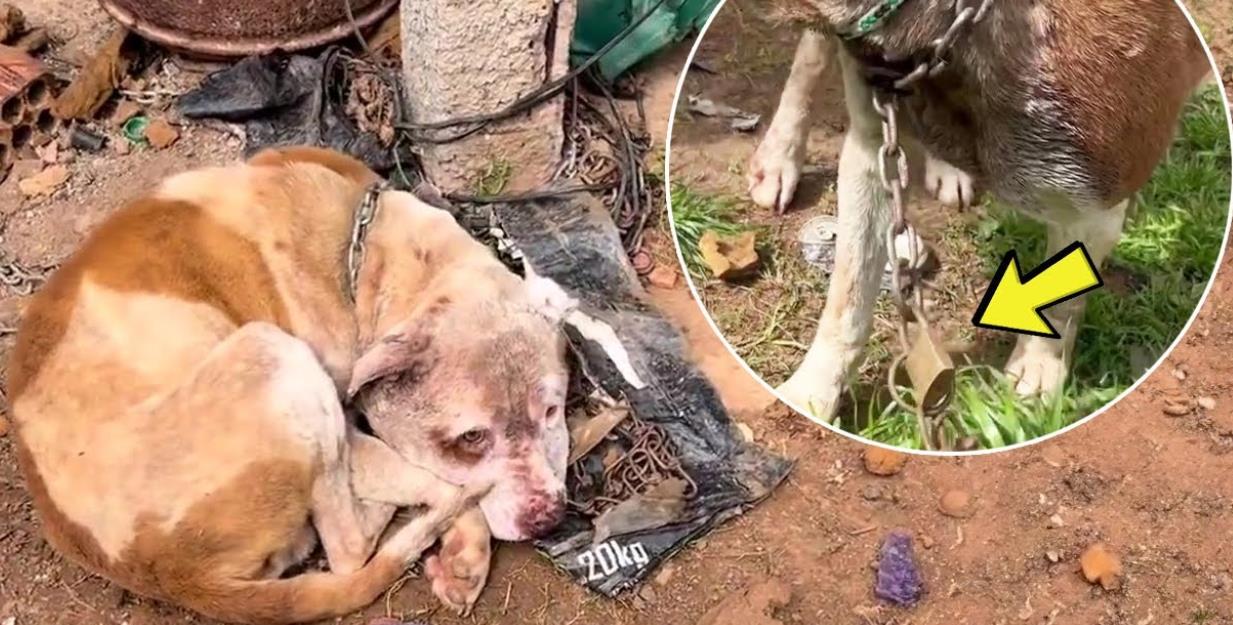 Chained and Locked: Dog's Heartbreaking Plea to Save His Brother Despite His Own Pain!